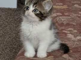 Cute male little kitten