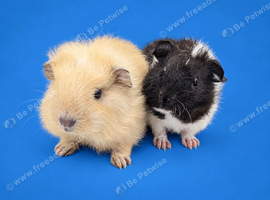 Bonded guinea pigs boys purebred pair