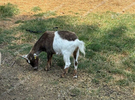 2 Whether Pygmy Goats
