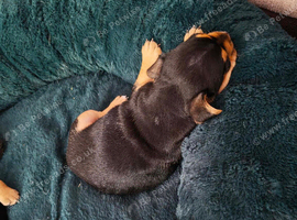 Two beautiful jack cross French pups