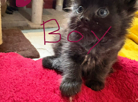 Ragdoll cross mancoon kitten