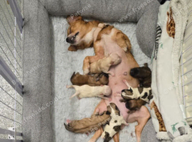Puppies