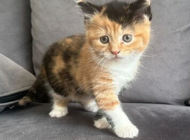 Female kitten ready to go to a new home
