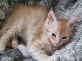 Beautiful GCCF registered maine coon kittens