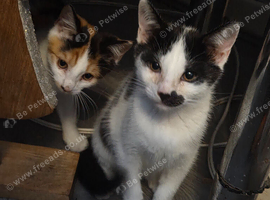 Kittens