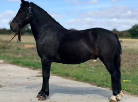 Dartmoor gelding 9 year olds.