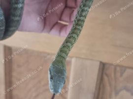 Cb2025 Japanese rat snake unsexed
