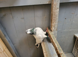 Pigeon for sale