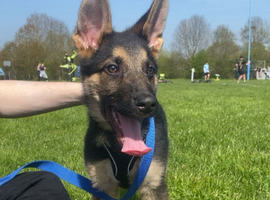 Rehome 16 week old shadow