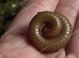 Burmese beauty millipede's