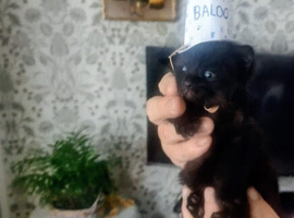 Four kittens for sale