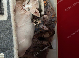 Three Beautiful Sphynx Cats &ndash; Microchipped & Vaccinated (Aged 5 & 1)