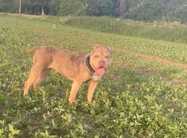 American bully