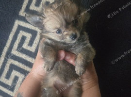 Puppy for sale