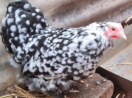 Peking banties pullets