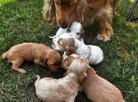 Colourful Show type puppies