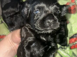 Girl 8 weeks old