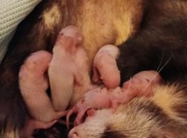 Ferret kits