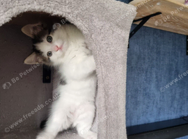 Fluffy male 12 weeks old