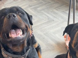 Beautiful Rottweiler pups for sale