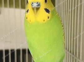 Two young male budgies and cage