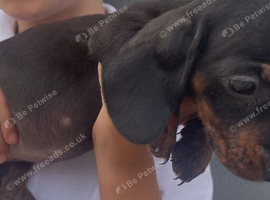 1 dachshund puppy