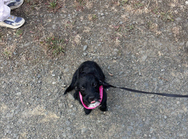 Lucy locket