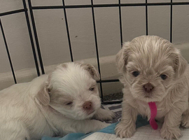 Five Beautiful White Lavender Imperial / Tea- Cup Shih Tzu&rsquo;s