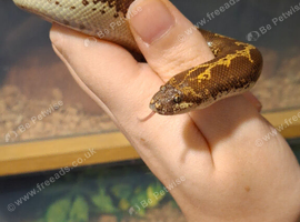 Kenyan Sand Boa het Snow