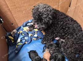 Toy Cockapoos