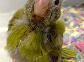 WANTED BABY KAKARIKI