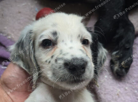 Sprocker puppies