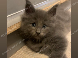 Stunning little furries..