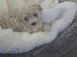 Poochon puppies