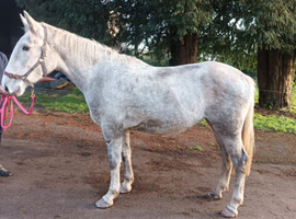 Dapple grey 2yo 15.3h IDXISH filly