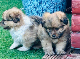 Beautiful Shetland sheepdog cross puppies