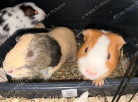 3 male guineas all bonded