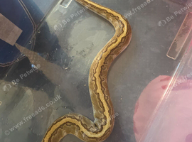Kingpin female