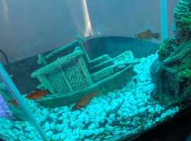 Mollies fish x 6 and two platy