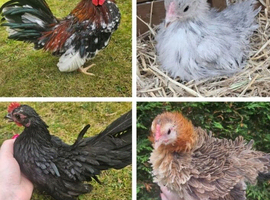 Serama chicken hatching eggs