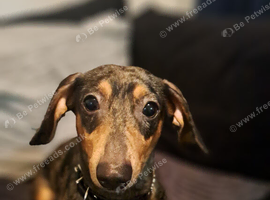 2.5 yr old dachsaud for sale