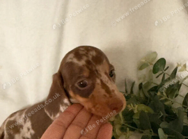 Lovely Miniature Dachshund Puppies