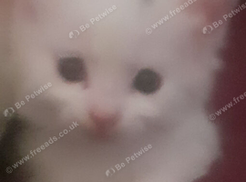 Female white kitten