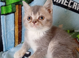 Exotic shorthair crossed Scottish straight kittens ready to leave