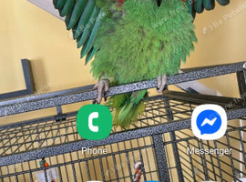 7 mobth old yellow head parrot
