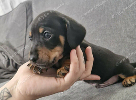 Docker (dachshund x cocker)
