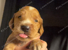 Cockapoo puppies