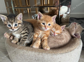 Lovely 6-week-old kittens looking for their forever homes.