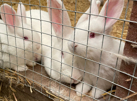 Baby rabbits