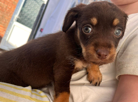 Beautiful girl 8 weeks old